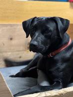 Gezocht dekreu /Entlebucher sennenhond reu ter dekking, Reu, Eén hond, 3 tot 5 jaar, Nederland