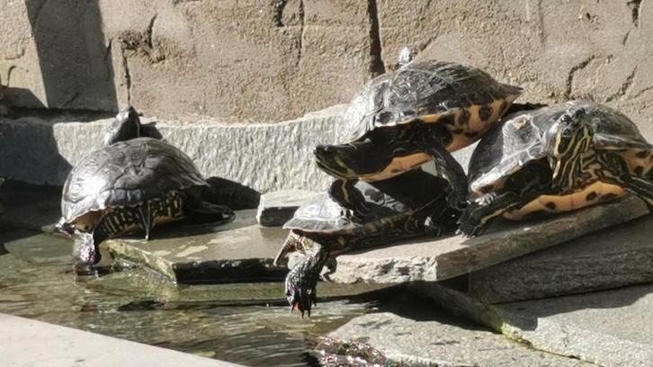 schildpadden, Dieren en Toebehoren, Reptielen en Amfibieën, Schildpad, 7 tot 10 jaar