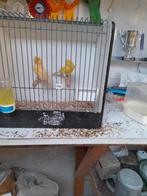 Broedkoppel kanaries, Dieren en Toebehoren, Vogels | Kanaries, Meerdere dieren, Kleurkanarie