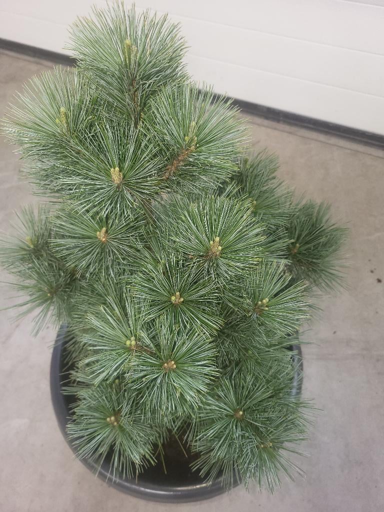1 Pinus Strobus Secrest, Tuin en Terras, Planten | Bomen, Bloeit niet, Overige soorten, Minder dan 100 cm, Ophalen