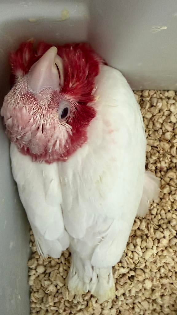 Lutino Kaketoes Papegaaien, Meerdere dieren, Papegaai, Pratend
