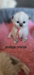 Lieve ragdoll kittens, Meerdere dieren, Gechipt, 0 tot 2 jaar