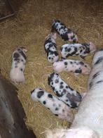 Bonte Bentheimer biggen, Meerdere dieren, Varken, 0 tot 2 jaar