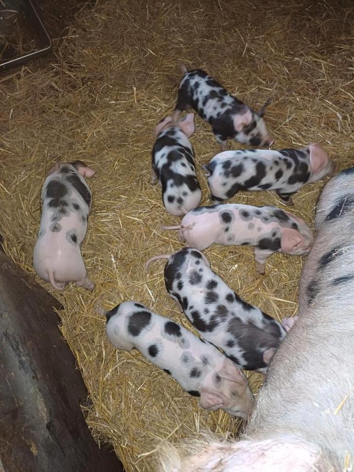 Bonte Bentheimer biggen, Dieren en Toebehoren, Schapen, Geiten en Varkens, Varken, Meerdere dieren, 0 tot 2 jaar