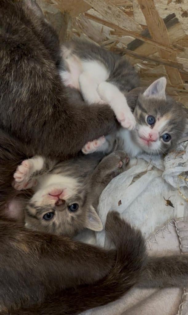 Mooi blauwe kittens met mooie blauwe ogen, Meerdere dieren, Ontwormd, 0 tot 2 jaar