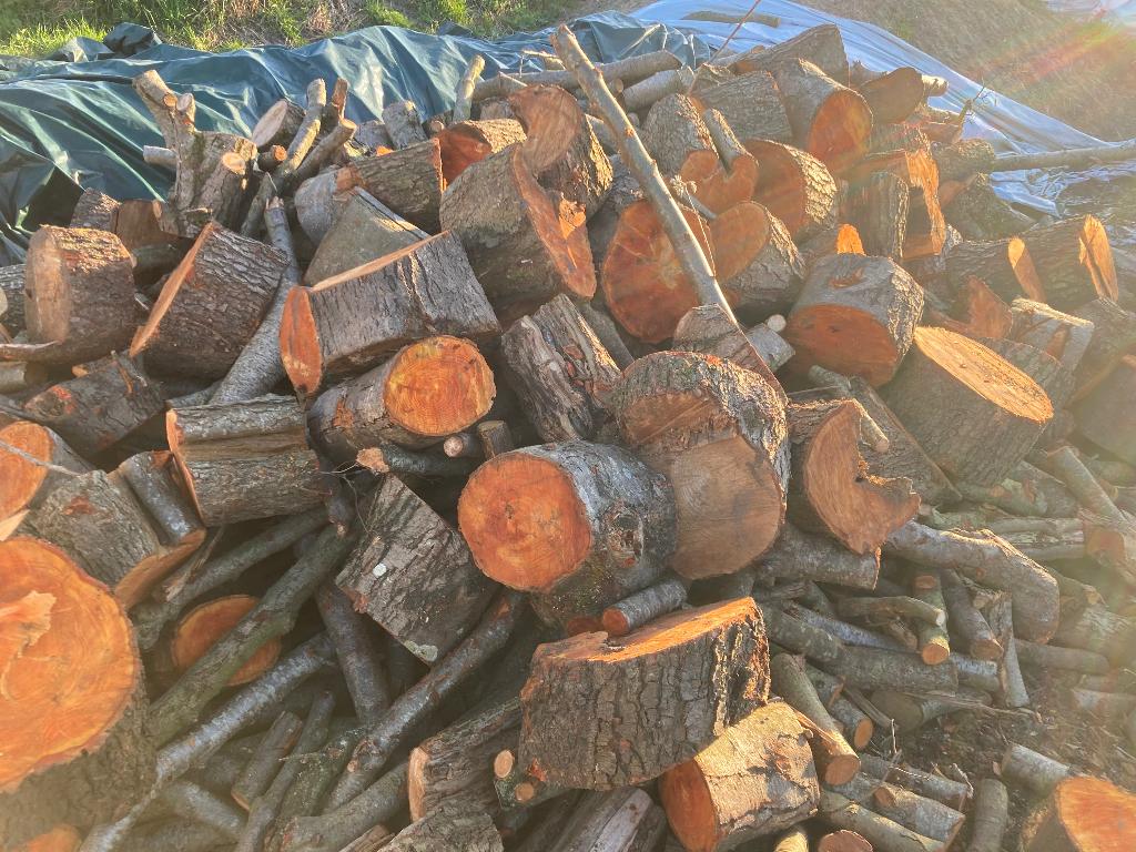 Haard hout els, Tuin en Terras, Haardhout, 6 m³ of meer, Ophalen, Elzenhout, Stammen