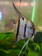 Jonge Maanvissen Rio Nanay, Vis, Zoetwatervis, Schoolvis