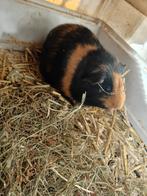 Cavia vrouwtje ca 4 jaar oud, Cavia, Juli, Vrouwelijk, Tam