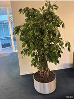 Kunstplanten in hydro pot, Ophalen, Gebruikt