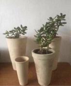 Biologische Crassula Ovata in diverse vintage bloempotten, Vetplant, Ophalen of Verzenden, In pot, Minder dan 100 cm