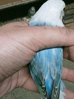 Prachtige piep jonge agapornis fisheri opaline blauw man, Mannelijk, Dwergpapegaai of Agapornis, Geringd