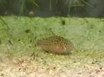 Hoplisoma knacki nakweek(corydoras), Vis, Zoetwatervis, Schoolvis