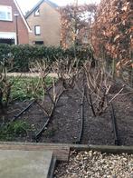 40 hortensia’s,hydrangea paniculata limelight(schapenkoppen), Ophalen, Hortensia, Struik, Minder dan 100 cm