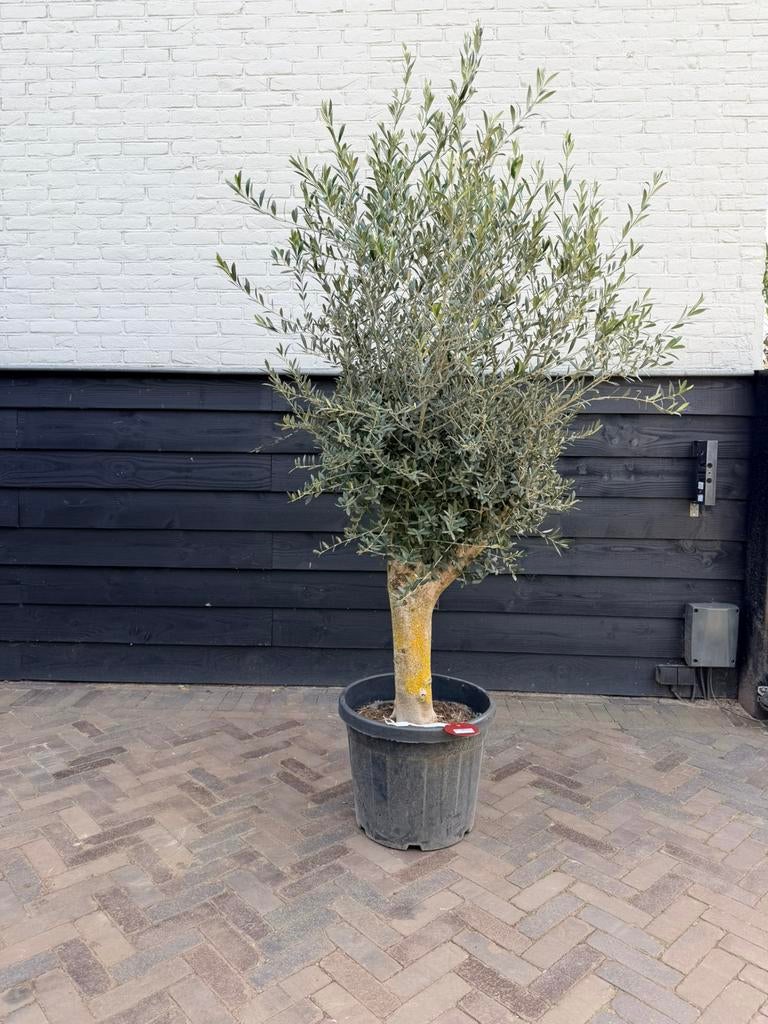 Olijfboom stamomtrek 30/40 cm, Tuin en Terras, Planten | Bomen, Volle zon, Ophalen of Verzenden, 100 tot 250 cm, Olijfboom