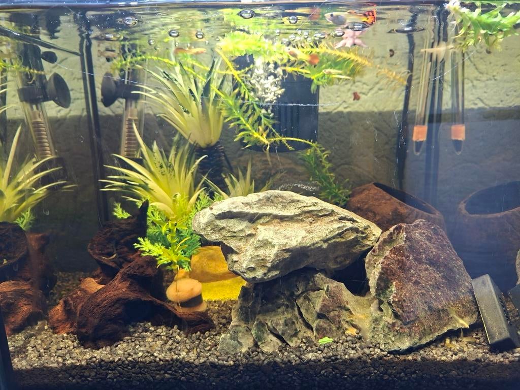 Aquarium te koop, Vis