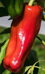 paprika plantjes bio (2 soorten), Ophalen, Volle zon, Groenteplanten, Eenjarig