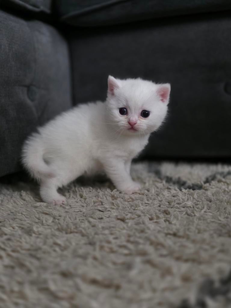 Te koop: Britsekorthaar kittens, Meerdere dieren, Ontwormd, 0 tot 2 jaar