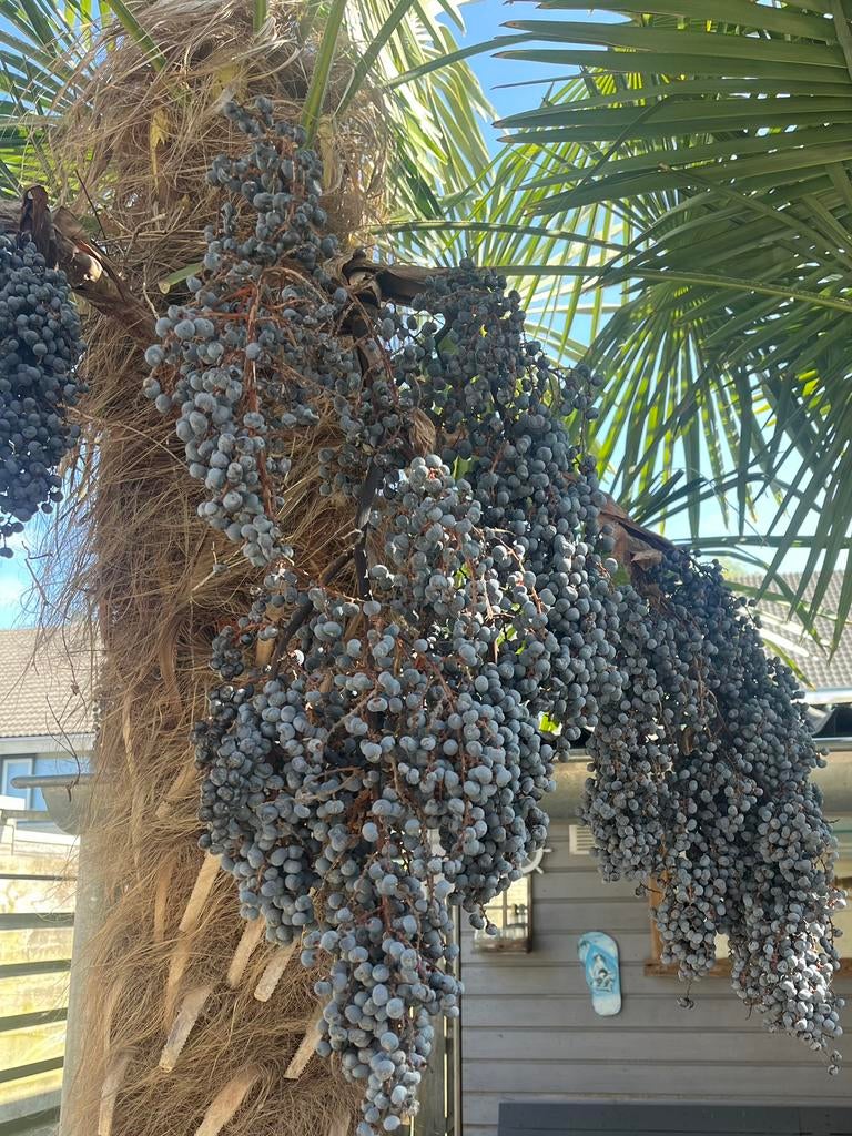 Diverse trossen palm zaden. Voor decoratie of om te kweken., Tuin en Terras, Planten | Bomen, Ophalen, Volle zon, Palmboom, Minder dan 100 cm