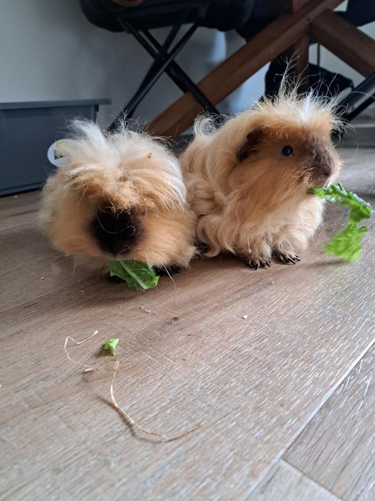 Sam en moos lieve cavias 125 euro, Dieren en Toebehoren, Cavia, Mannelijk, Tam, Oktober