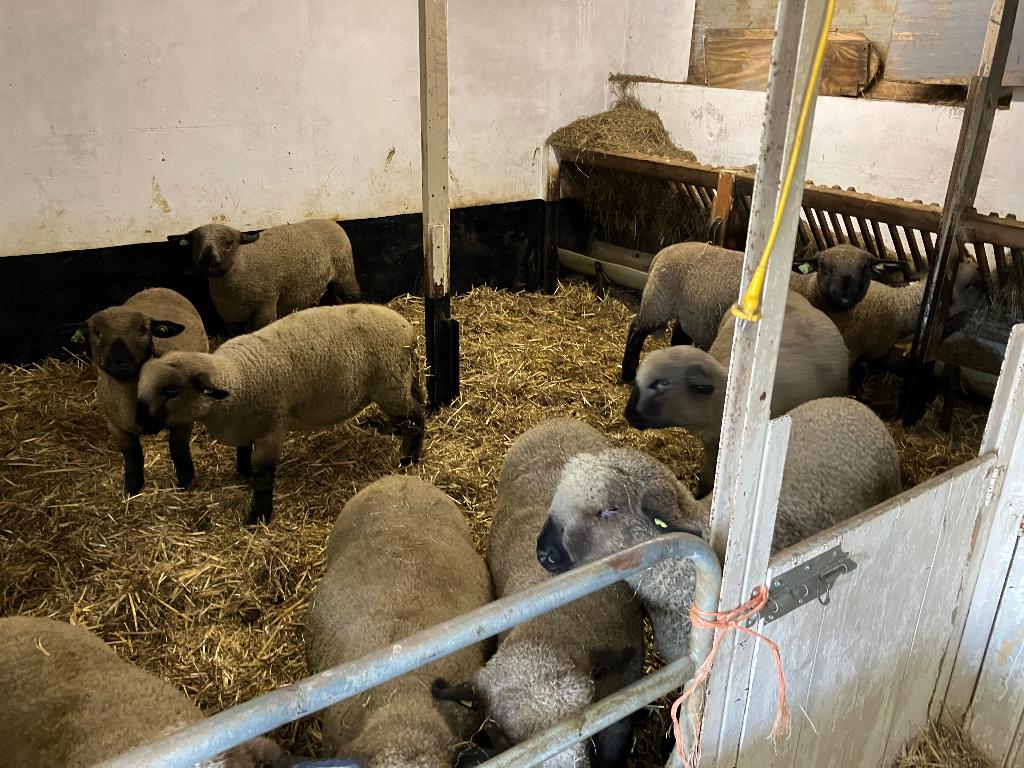 Hampshire Down ooi en ram-lammeren te koop, Dieren en Toebehoren, Meerdere dieren, Schaap, 0 tot 2 jaar