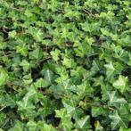 **ACTIE** Klimop 50 cm € 1.25 Hedera hibernica, Vaste plant, Ophalen of Verzenden, Bloeit niet, Halfschaduw