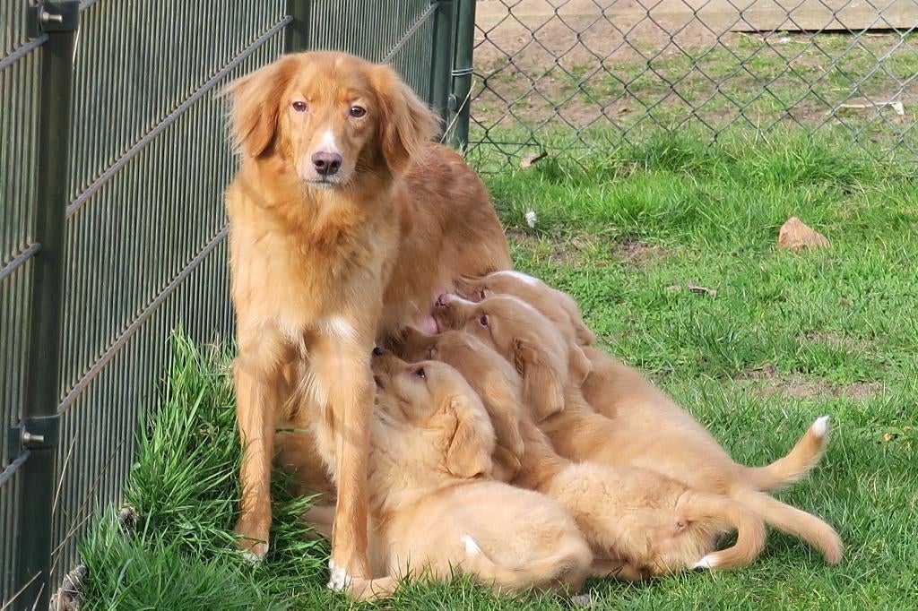 Vrolijke Nova Scotia Duck Toller Retriever pups, Dieren en Toebehoren, Honden | Retrievers, Spaniëls en Waterhonden, Parvo, Nederland
