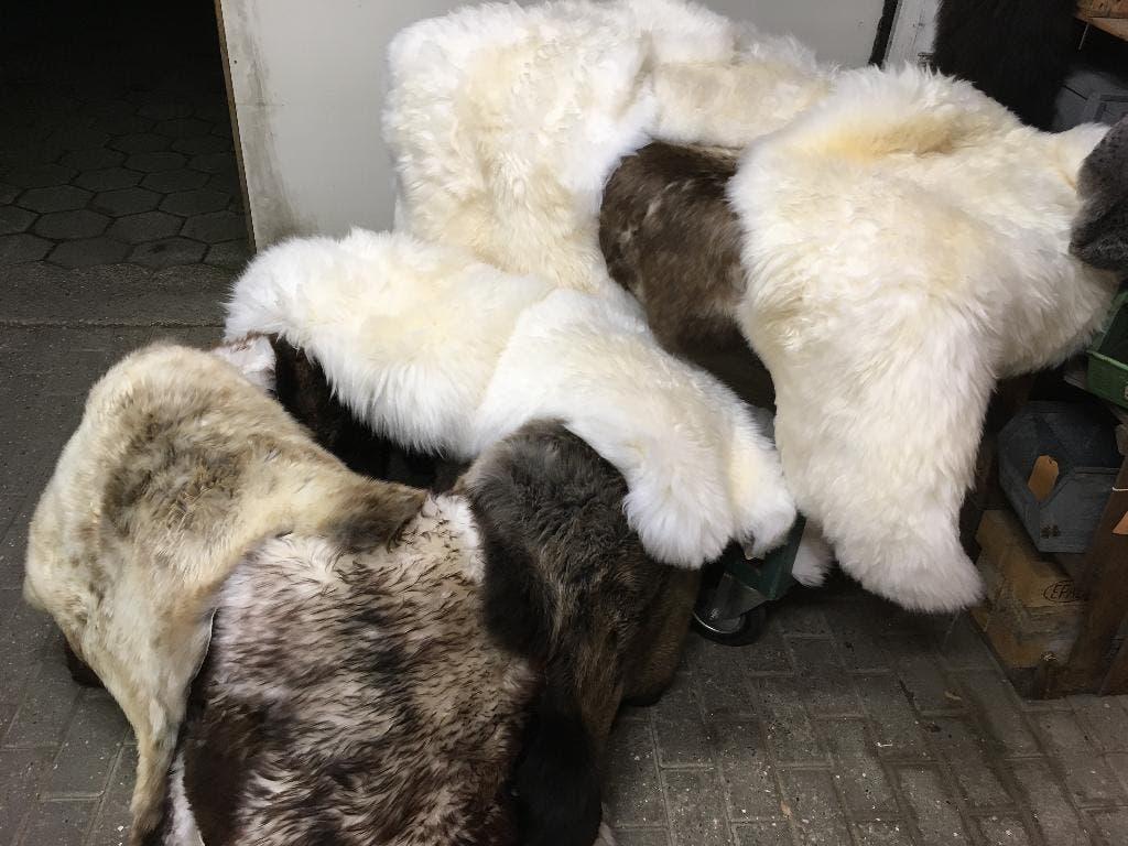 Nieuwe grote schapenvachten wit  bruin of gemelleerd, Ophalen, Nieuw