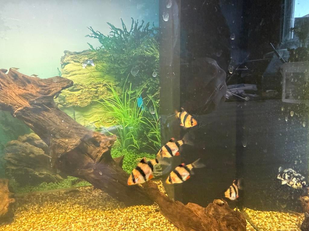 5 mooie sumatraan vissen, Vis