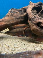 4 Crenicichla red atabapo, Vis, Zoetwatervis