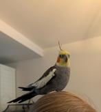 valkparkiet mannetje, Mannelijk, Parkiet, Pratend