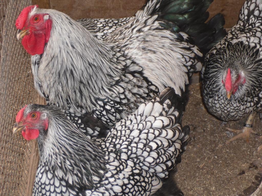 t.k.broedeieren Wyandotte groot zilver zwart gezoomd, Dieren en Toebehoren, Meerdere dieren, Kip