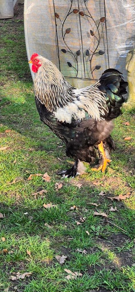 Mooie Brahma haan, Dieren en Toebehoren, Mannelijk, Kip