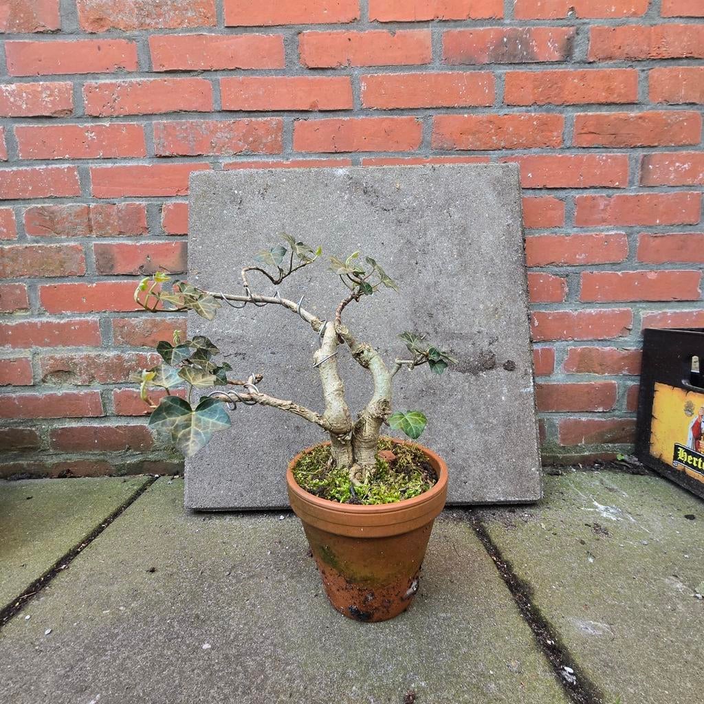 Klim op pre bonsai, Ophalen, Bloeit niet, Halfschaduw, Overige soorten