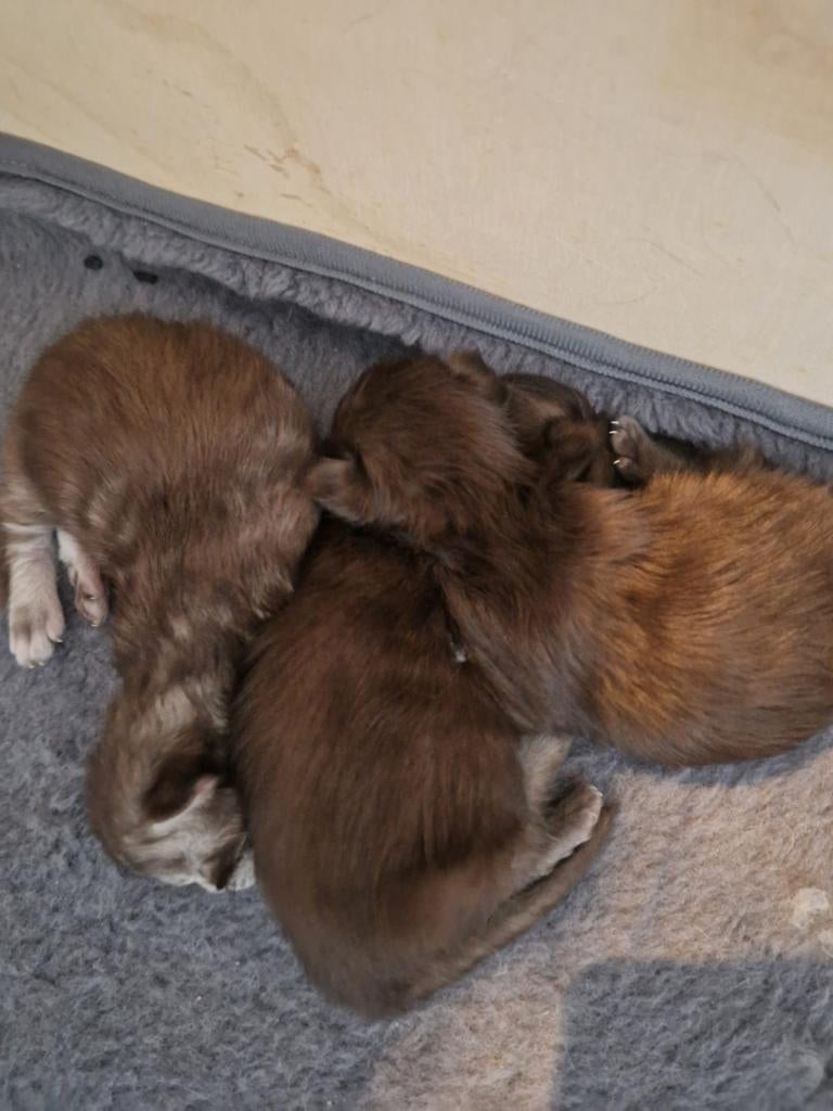 main coon kittens met stamboom, Dieren en Toebehoren, Meerdere dieren, Met stamboom