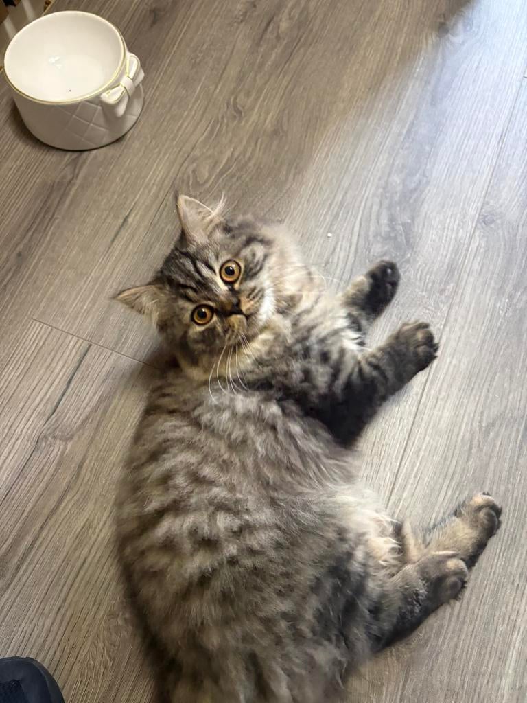 Britse langhaar Brown Mackerel kitten, Dieren en Toebehoren, November, Mannelijk