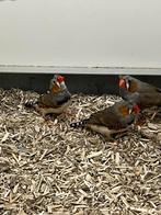 Zebravink met kuif 4-0, Dieren en Toebehoren, Meerdere dieren, Tropenvogel