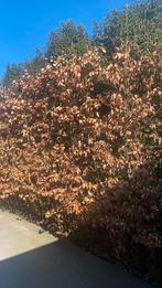 Te koop mooie beukenhaag circa 100 bomen van 3 mtr hoog, Tuin en Terras, Ophalen of Verzenden, Bloeit niet, Halfschaduw, Overige soorten