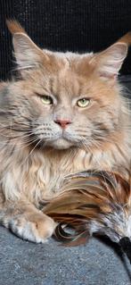 Maine Coon dekkater met stamboom, Dieren en Toebehoren, 0 tot 2 jaar
