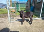 Geitenbok, Dieren en Toebehoren, Schapen, Geiten en Varkens, Mannelijk, Geit, 0 tot 2 jaar