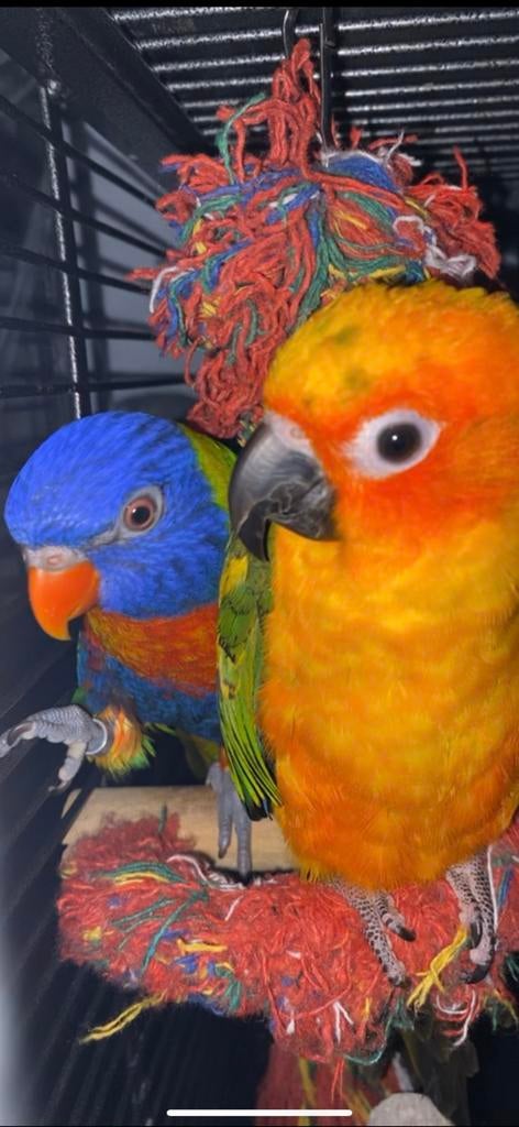 Zonparkiet Lori van de blauwe bergen, Dieren en Toebehoren, Mannelijk, Papegaai