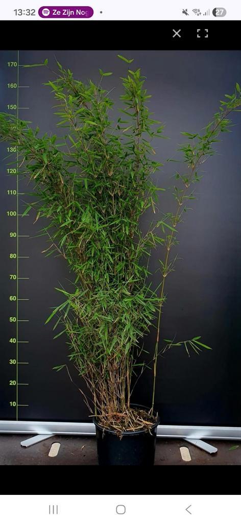 Gezocht  gratis tuinplanten voor woongroep, Tuin en Terras, Planten | Struiken en Hagen, Hortensia, Minder dan 100 cm, Ophalen of Verzenden