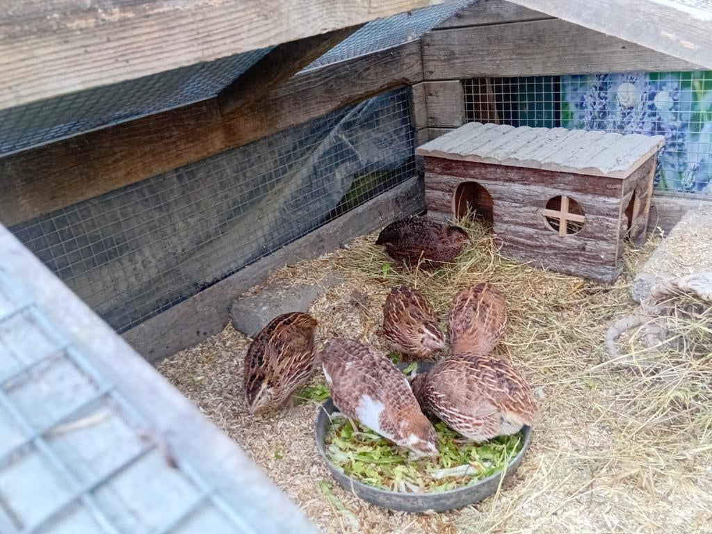 Kwartel toompje zoek liefdevol nieuw huisje, Meerdere dieren