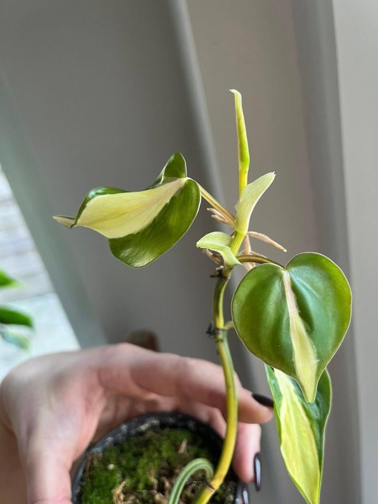 Philodendron Cream Splash, Huis en Inrichting, Kamerplanten, Ophalen of Verzenden, Halfschaduw, Minder dan 100 cm