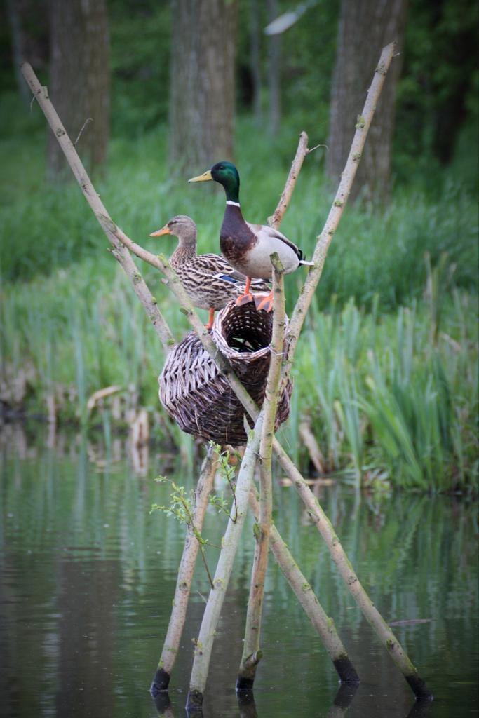 Broedkorf eendenkorf eendenbroedkorf eendennest korf, Dieren en Toebehoren, Pluimvee, Kip