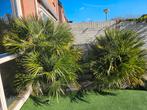 2 prachtige dwergpalmen te koop. Chamaerops humilis. , Ophalen, Overige soorten, Volle zon