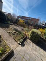 Gratis tuinplanten, Tuin en Terras, Ophalen, Overige soorten