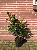 Prunus ‘Novita’ – Sierkers, Vaste plant, Bloeit niet, Halfschaduw, Ophalen