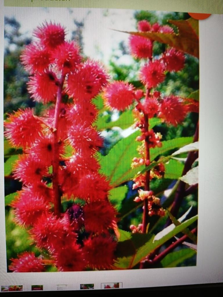 Plantjes wonderboom van Zanzibar, Ophalen, Eenjarig, Overige soorten, Volle zon