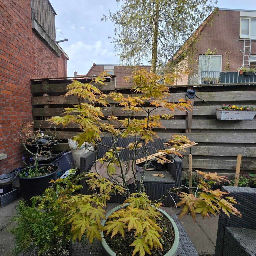 Acer palmatum orange dream pre bonsai, Tuin en Terras, Planten | Bomen, Ophalen, Bloeit niet, Halfschaduw, Overige soorten