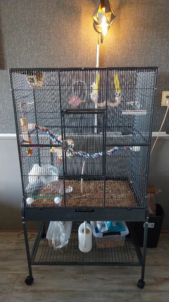 complete binnen volière, Dieren en Toebehoren, Vogels | Parkieten en Papegaaien, Meerdere dieren, Parkiet, Geringd